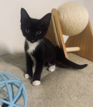 Rescue Domestic Short Hair Cats for Adoption in Jackson, Georgia - Rebbie | PetCurious