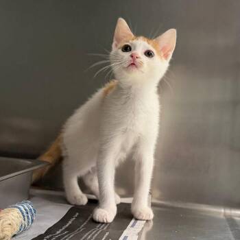 Outplay -  Domestic Short Hair Cat for Adoption in Marshall, Virginia - Outplay | PetCurious