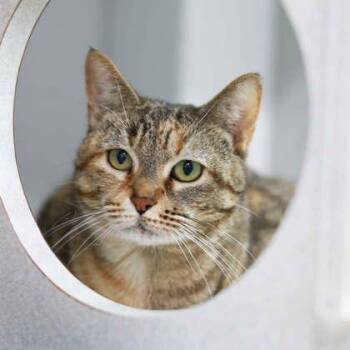 Skittles -  Domestic Short Hair Cat for Adoption in Atlanta, Georgia - Skittles | PetCurious