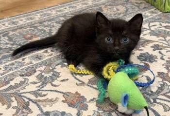 Aileen -  Domestic Short Hair Cat Available for Adoption in Buford, Georgia - Aileen | PetCurious
