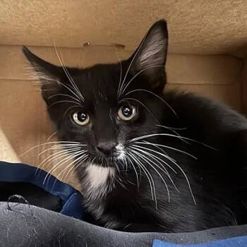 Prague -  Domestic Short Hair Cat for Adoption in Brentwood, Missouri - Prague | PetCurious
