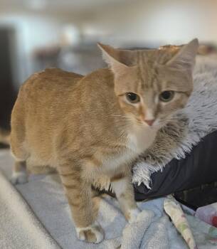 Rescue Domestic Short Hair and Tabby Cats for Adoption in Loveland, Ohio - Unique | PetCurious