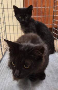 TRINKET -  Domestic Medium Hair Cat for Adoption in Fort Myers, Florida - TRINKET | PetCurious