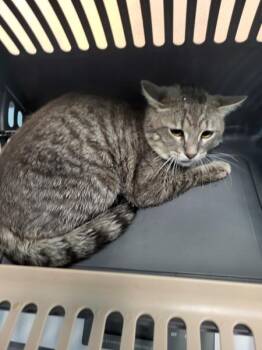 Domestic Short Hair Cats Available for Adoption in Lawrenceville, Georgia - If 8c | PetCurious