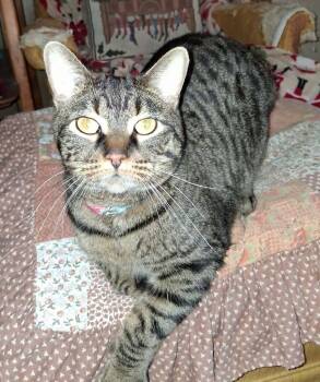 Tiger2 -  Domestic Short Hair Cat for Adoption in Taycheedah, Wisconsin - Tiger2 | PetCurious