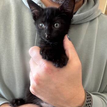 Nugget -  Domestic Short Hair Cat for Adoption in Tehachapi, California - Nugget | PetCurious