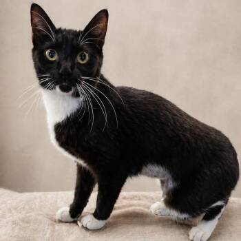 Abyssinian and Tuxedo Cats Available for Adoption in Miami, Florida - Hello Kitty | PetCurious