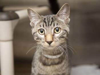 Domestic Short Hair Cats Available for Adoption in Phoenix, Arizona - MALCOM | PetCurious
