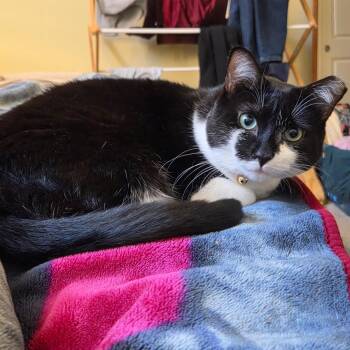 Bianca -  Domestic Short Hair Cat for Adoption in Hopkinton, Massachusetts - Bianca | PetCurious