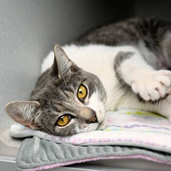 Mable -  Domestic Short Hair Cat for Adoption in Seattle, Washington - Mable | PetCurious