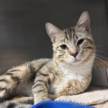 Tomathy -  Domestic Short Hair Cat for Adoption in Davenport, Iowa - Tomathy | PetCurious