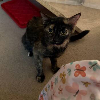 Momma Coco -  Domestic Short Hair Cat for Adoption in Kansas City, Missouri - Momma Coco | PetCurious
