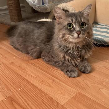Dove -  Domestic Medium Hair Cat for Adoption in Ottawa, Ontario - Dove | PetCurious