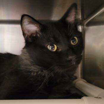 Ladle -  Domestic Medium Hair Cat for Adoption in Columbia, Missouri - Ladle | PetCurious
