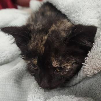 Cashmere -  Domestic Short Hair Cat for Adoption in Charleston, West Virginia - Cashmere | PetCurious