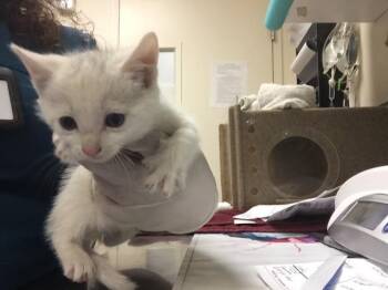 OLAF -  Domestic Short Hair Cat for Adoption in Riverside, California - OLAF | PetCurious