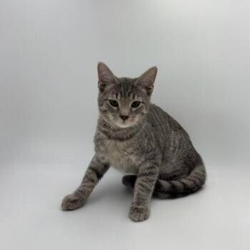 Peppermint Fizz -  Domestic Short Hair Cat for Adoption in State College, Pennsylvania - Peppermint Fizz | PetCurious