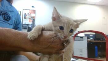 FINN -  Domestic Short Hair Cat for Adoption in Doral, Florida - FINN | PetCurious