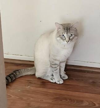 Lynx point Siamese- owner passed -  Siamese Cat for Adoption in Torrance, California - Lynx Point Siamese- Owner Passed | PetCurious