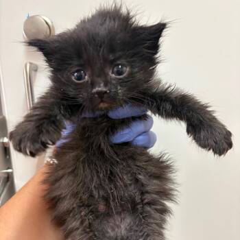 Grouper -  Domestic Long Hair Cat for Adoption in Kanab, Utah - Grouper | PetCurious
