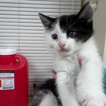 Kirsten -  Domestic Short Hair Cat for Adoption in Pekin, Illinois - Kirsten | PetCurious