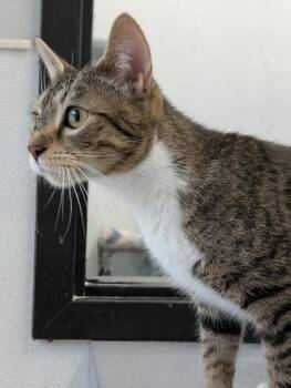 Domestic Short Hair Cats Available for Adoption - Leela | PetCurious