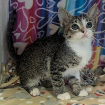 Hemmingway -  Domestic Medium Hair Cat for Adoption - Hemmingway | PetCurious