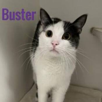 Buster -  Domestic Short Hair Cat for Adoption in Pleasantville, New Jersey - Buster | PetCurious