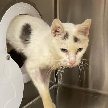 Kendall -  Domestic Short Hair Cat for Adoption in Pasadena, California - Kendall | PetCurious