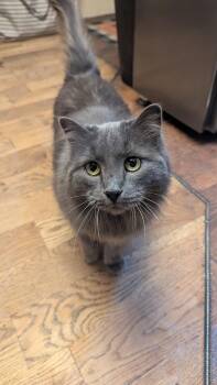 Rescue Domestic Long Hair Cats for Adoption in Thayne, Wyoming - Rose | PetCurious