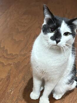 Domino -  Domestic Short Hair Cat for Adoption in Ruther Glen, Virginia - Domino | PetCurious