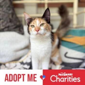 Adeline -  Domestic Medium Hair Cat for Adoption in Falls Church, Virginia - Adeline | PetCurious