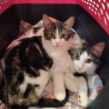 Domestic Medium Hair Cats Available for Adoption - Henry | PetCurious