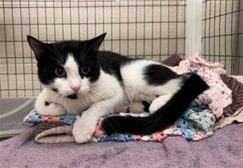 ZHURY -  Domestic Short Hair Cat for Adoption in Peoria, Illinois - ZHURY | PetCurious