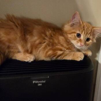 Token in Williamsburg, VA -  Domestic Short Hair Cat for Adoption - Token In Williamsburg, VA | PetCurious