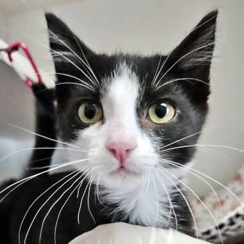 Micayla (bonded w/ Luci) -  Domestic Short Hair Cat for Adoption in Oakland, California - Micayla (bonded W/ Luci) | PetCurious