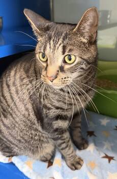 Domestic Short Hair Cats Available for Adoption - Tiger Lily | PetCurious