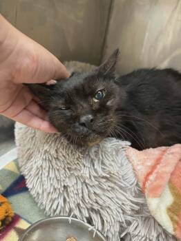 SOOT -  Domestic Short Hair Cat for Adoption in Toronto, Ontario - SOOT | PetCurious