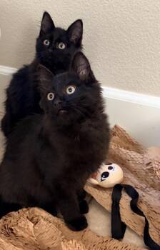 Squeakie and Sweetie -  Domestic Long Hair and Bombay Cat for Adoption in Walnut Creek, California - Squeakie And Sweetie | PetCurious