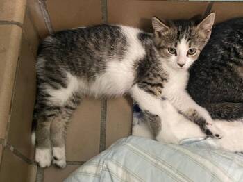 Milly -  Domestic Short Hair Cat for Adoption in Westfield, New York - Milly | PetCurious