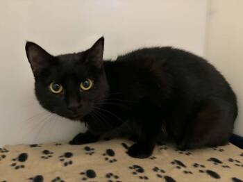 Zimbeline -  Domestic Short Hair Cat for Adoption in Delson, Quebec - Zimbeline | PetCurious