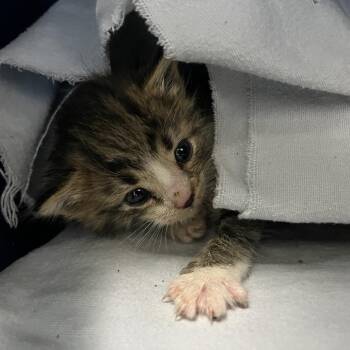 Jackson -  Domestic Short Hair Cat for Adoption in Fairfax Station, Virginia - Jackson | PetCurious