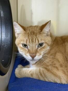 Gustav -  Domestic Short Hair Cat for Adoption in Arlington, Washington - Gustav | PetCurious