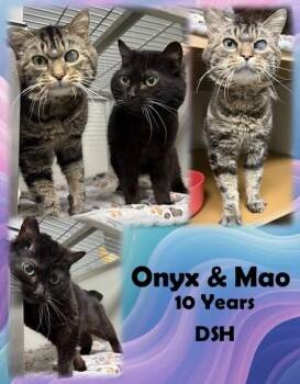 Onyx & Mao -  Domestic Short Hair Cat for Adoption in Franklin, Indiana - Onyx & Mao | PetCurious