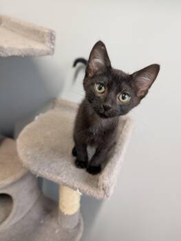 Abu -  Domestic Short Hair Cat for Adoption in Cape Girardeau, Missouri - Abu | PetCurious
