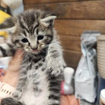 Domestic Medium Hair Cats Available for Adoption in Evensville, Tennessee - Gumdrop | PetCurious