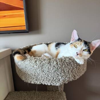 Shannon -  Calico Cat for Adoption in Canton, Massachusetts - Shannon | PetCurious