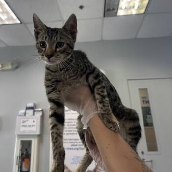 Willy -  Domestic Short Hair Cat for Adoption in Des Moines, Iowa - Willy | PetCurious