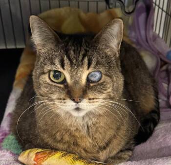 Domestic Short Hair Cats Available for Adoption - Jannie | PetCurious