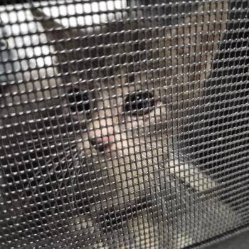 Domestic Short Hair Cats Available for Adoption in Wahiawa, Hawaii - Ghost Pepper | PetCurious